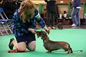 Crufts2011_2 1407